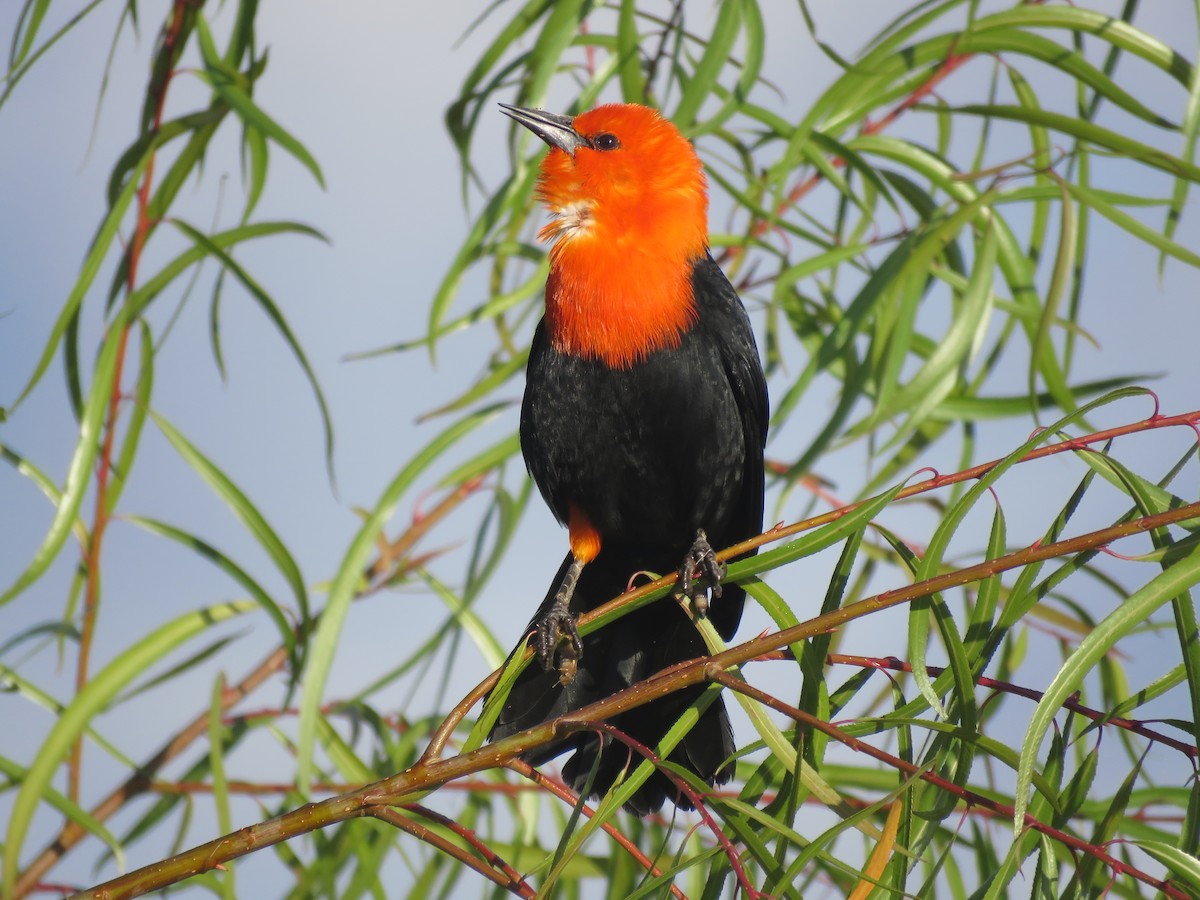Scarlet-headed Blackbird - ML641642565