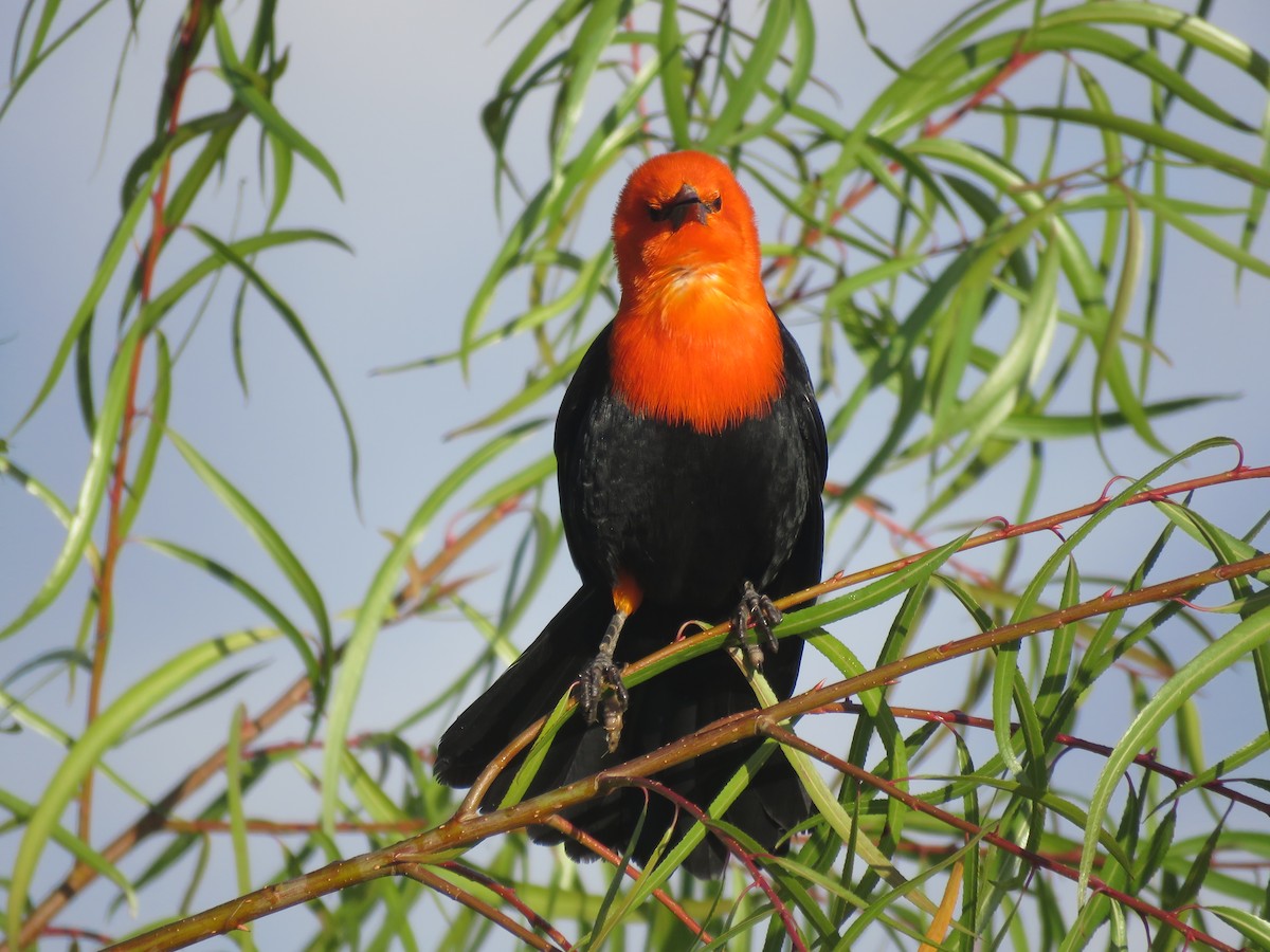 Scarlet-headed Blackbird - ML641642567