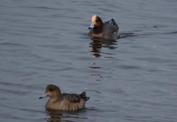 Eurasian Wigeon - ML641642569