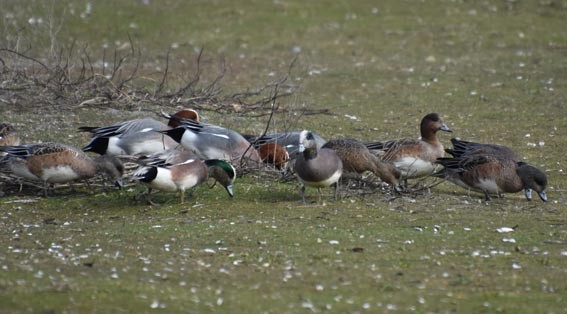 American Wigeon - ML641642570