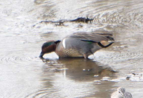 Green-winged Teal - ML641642572