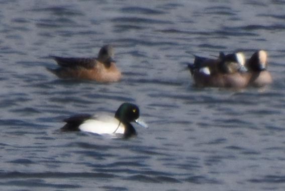 Greater Scaup - ML641642576