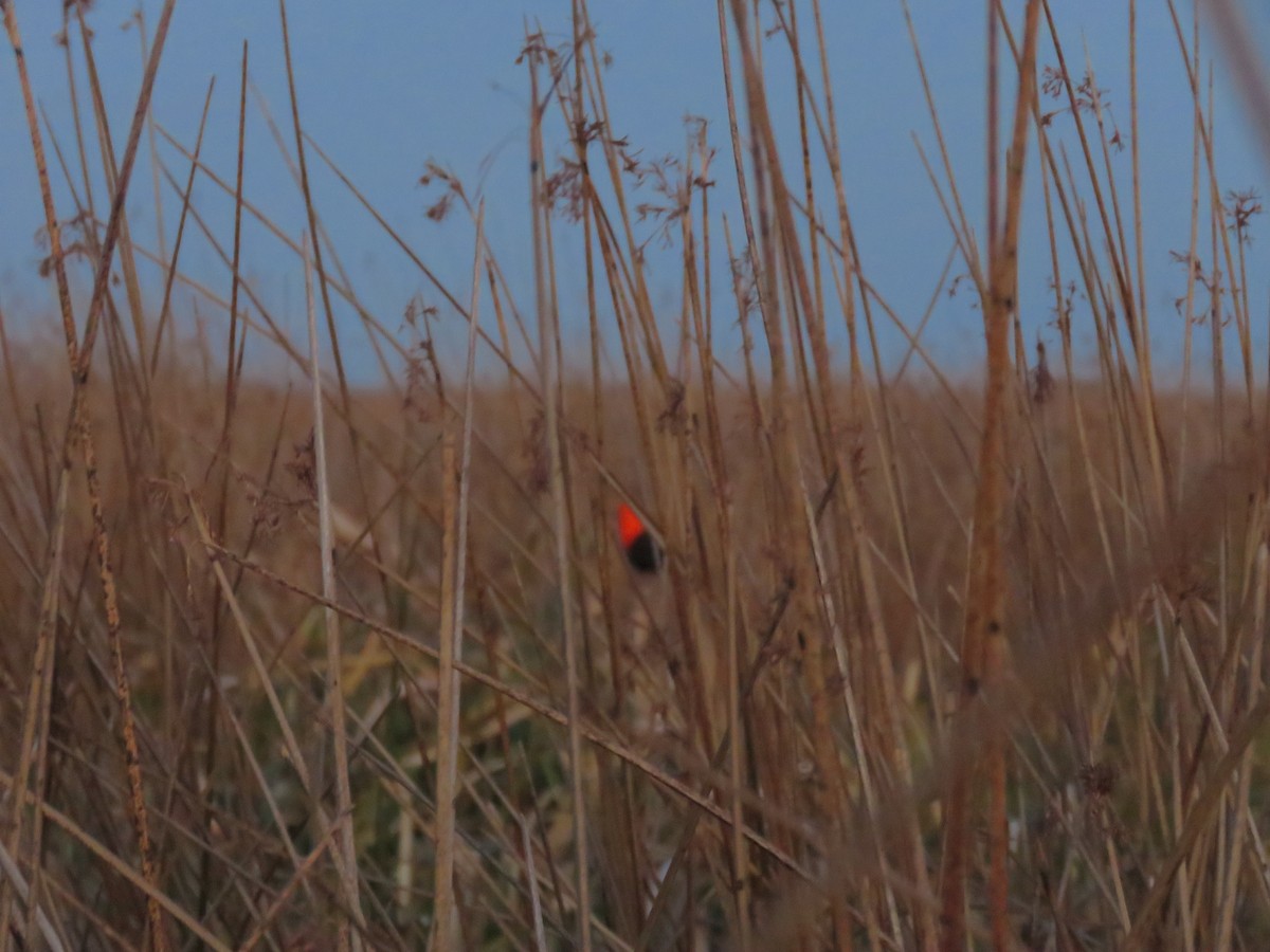 Scarlet-headed Blackbird - ML641642578