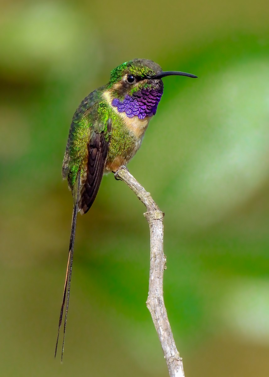 Slender Sheartail - ML641642581