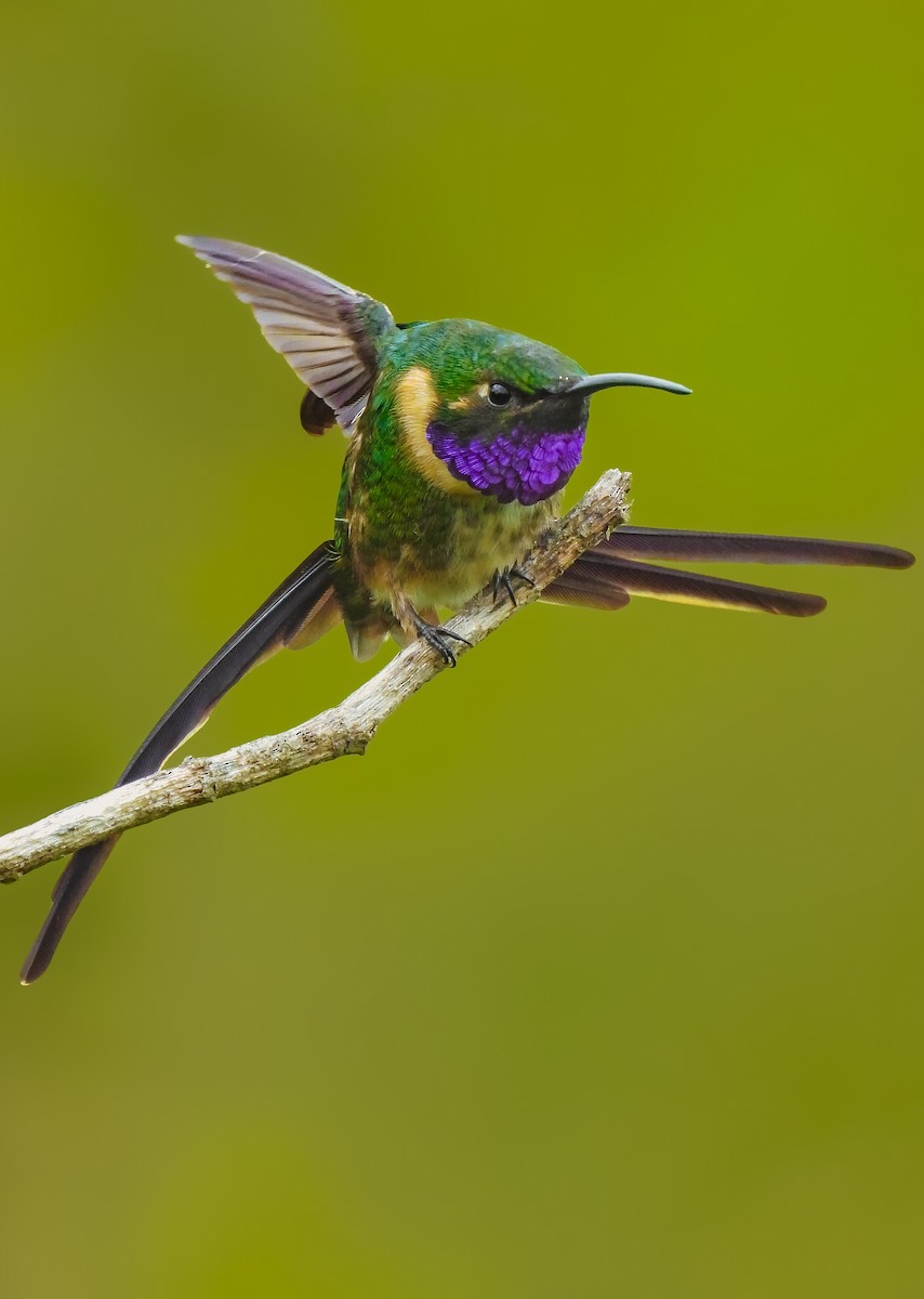 Slender Sheartail - ML641642582