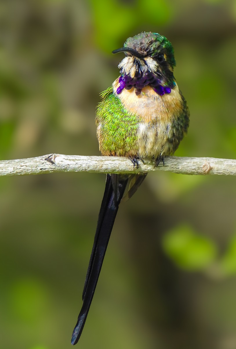 Slender Sheartail - ML641642583