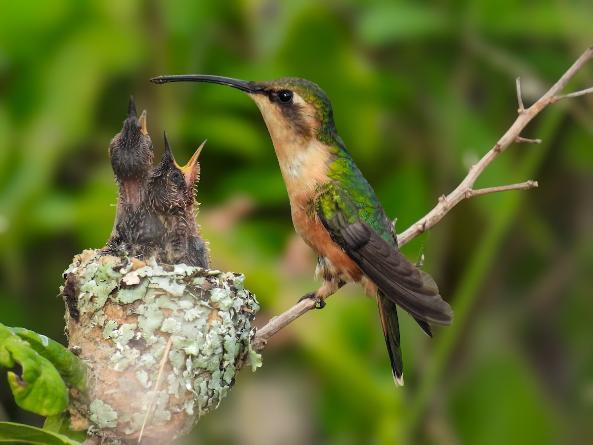 Slender Sheartail - ML641642584