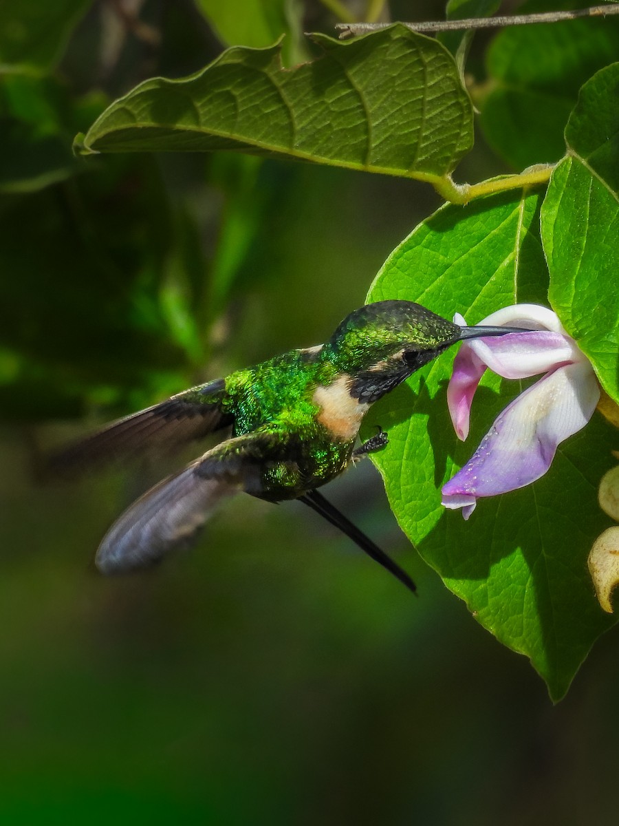 Slender Sheartail - ML641642585