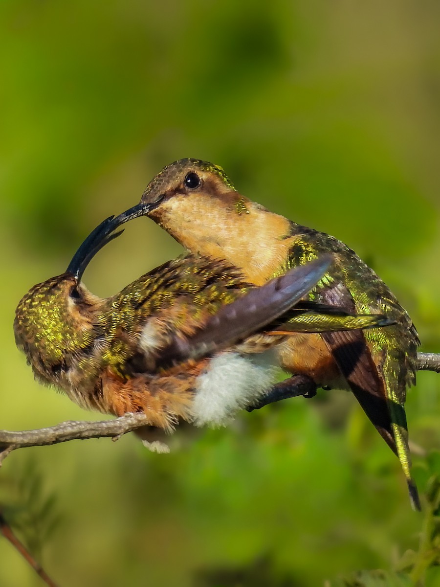 Slender Sheartail - ML641642586