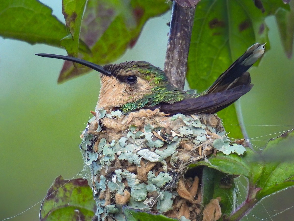 Slender Sheartail - ML641642590