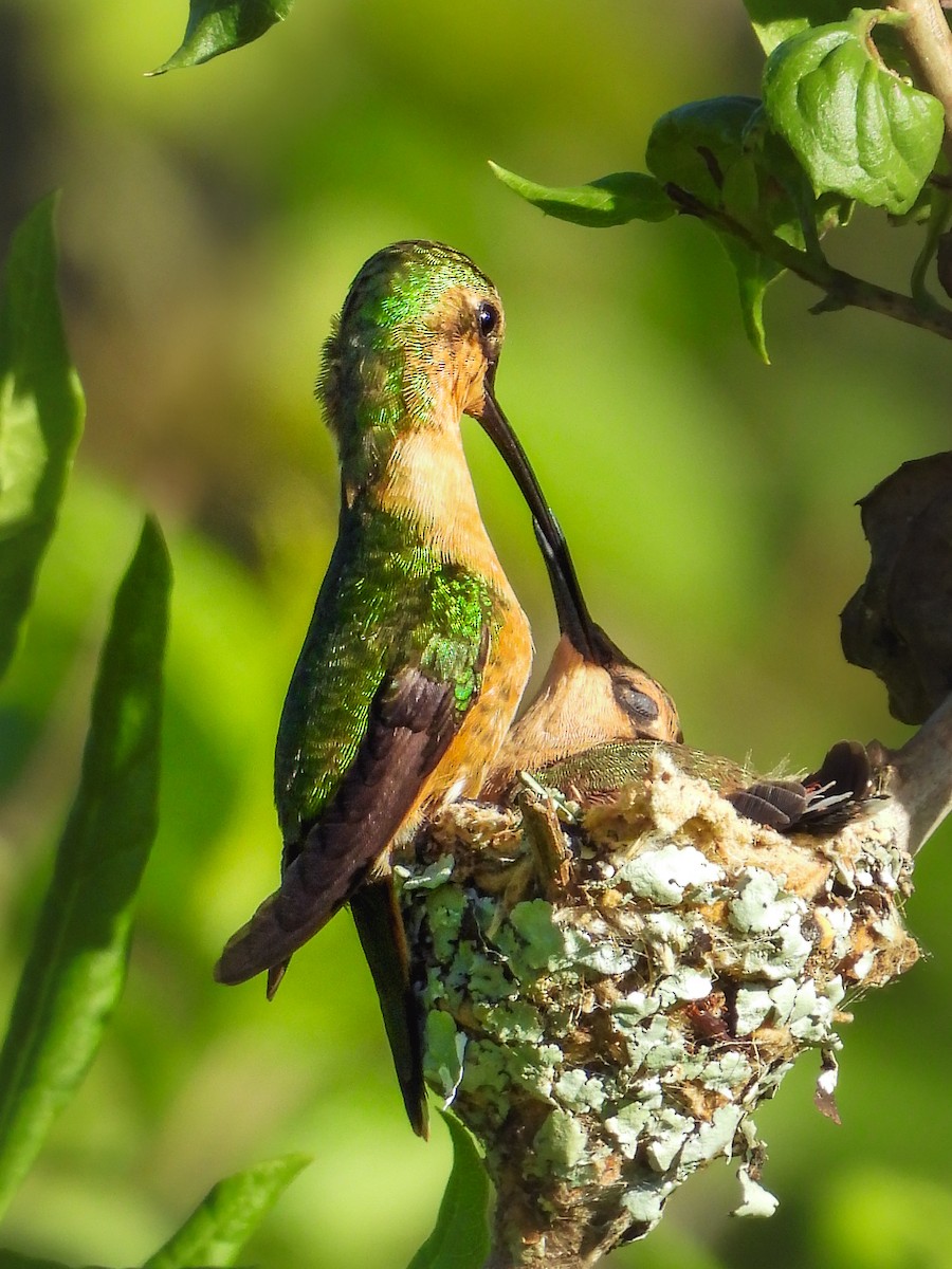 Slender Sheartail - ML641642592