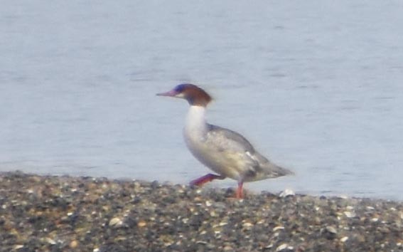 Common Merganser - ML641642593