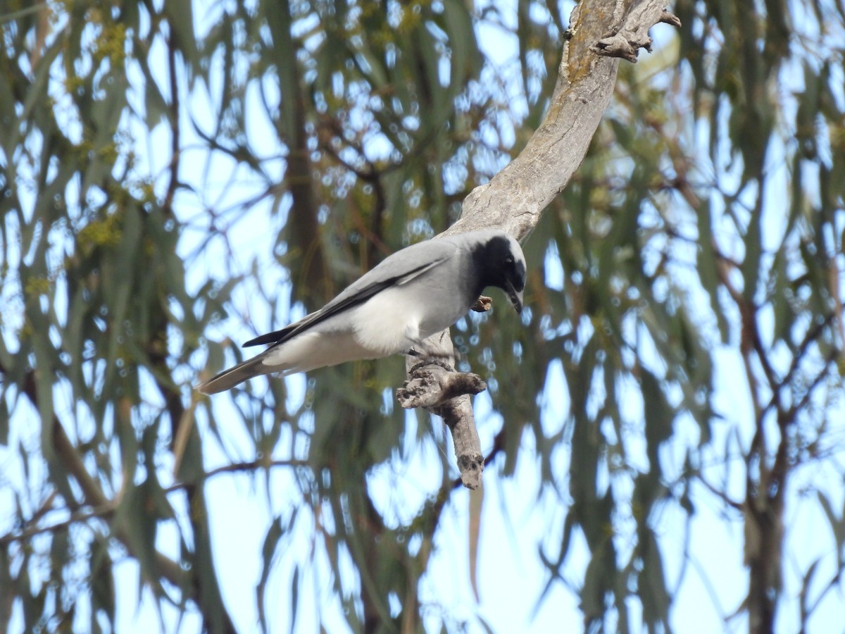 Black-faced Cuckooshrike - ML641642594