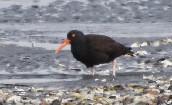 Black Oystercatcher - ML641642595