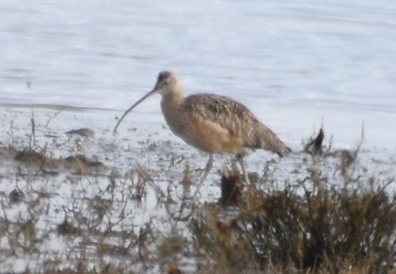 Long-billed Curlew - ML641642597