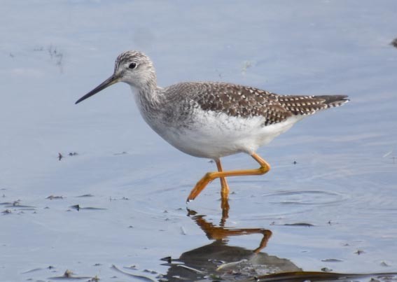 Greater Yellowlegs - ML641642600
