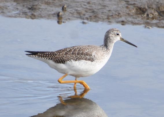 Greater Yellowlegs - ML641642601