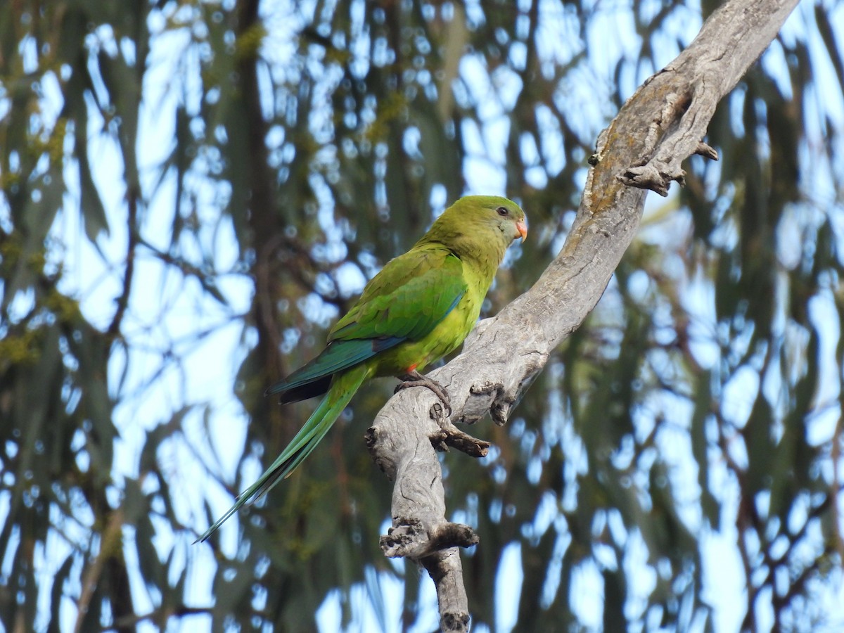 Superb Parrot - ML641642617