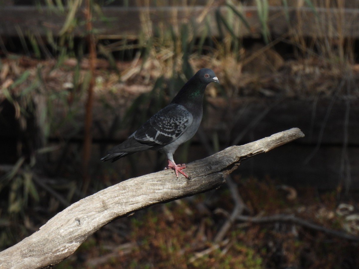 Rock Pigeon (Feral Pigeon) - ML641642624