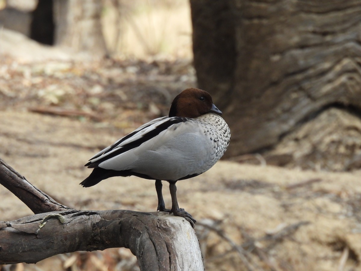 Maned Duck - ML641642632