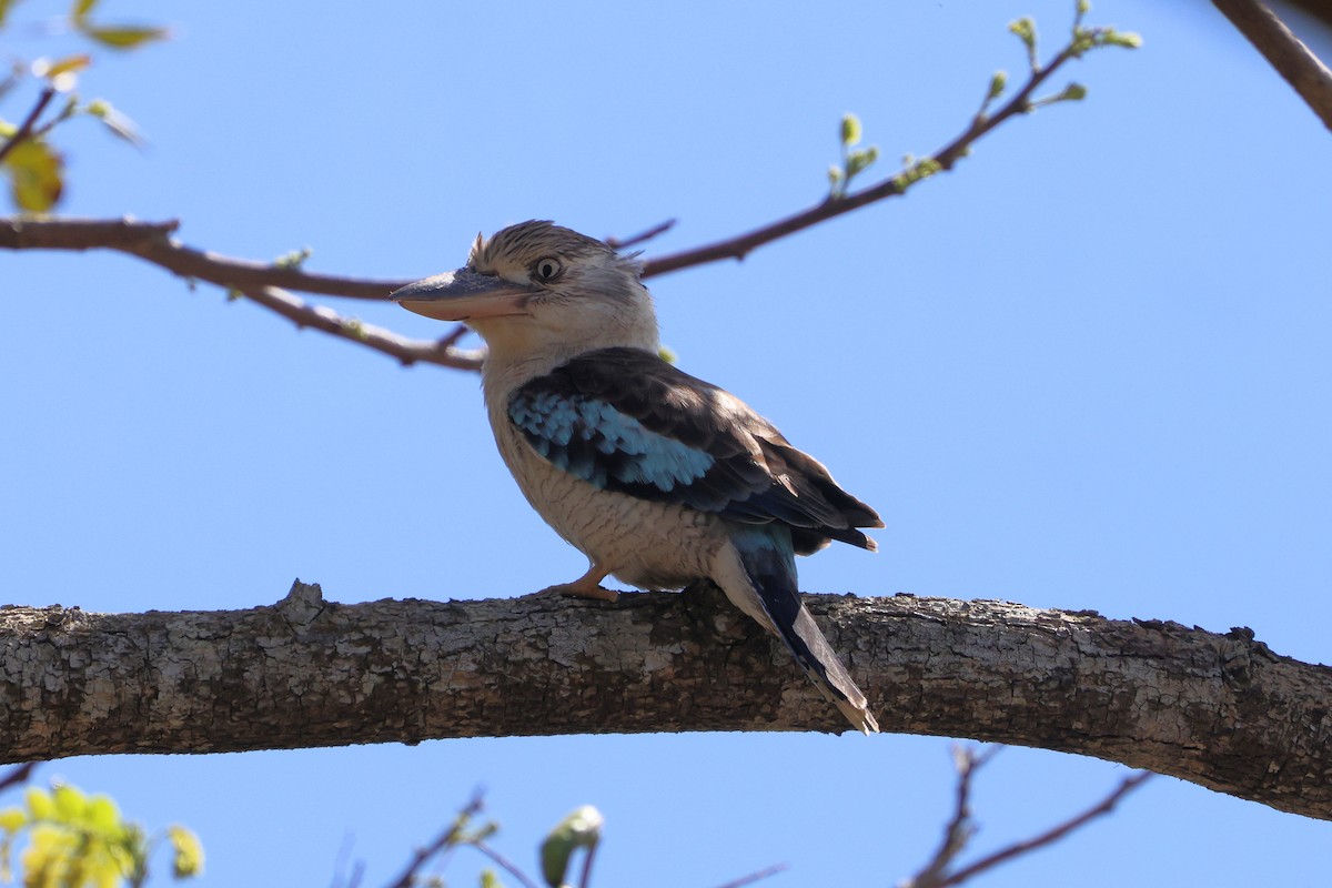 Blue-winged Kookaburra - ML641642633