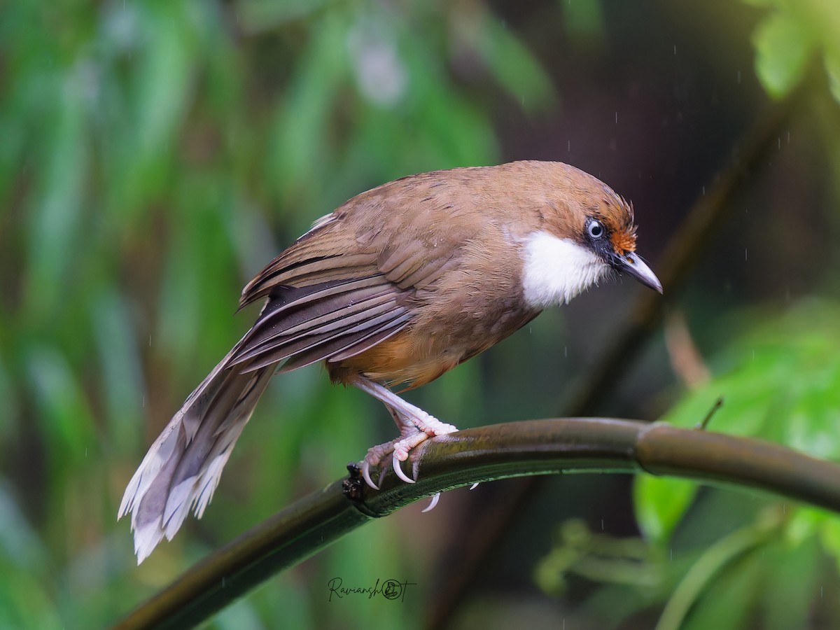 White-throated Laughingthrush - ML641642634