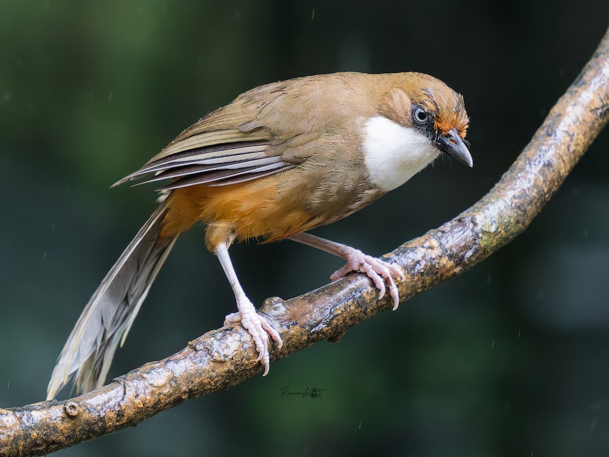 White-throated Laughingthrush - ML641642637