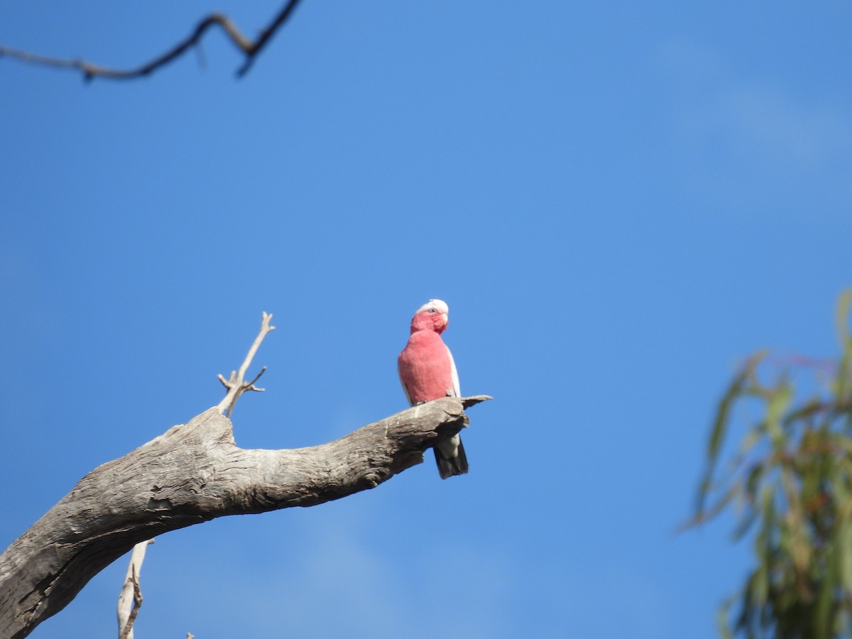 Galah - ML641642639