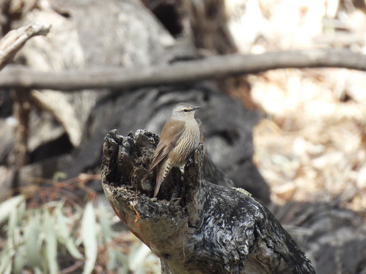 Brown Treecreeper - ML641642648