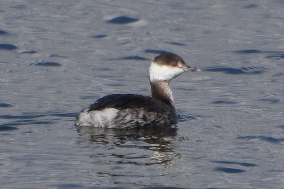 Horned Grebe - ML641642674