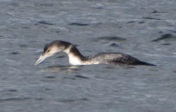Common Loon - ML641642676