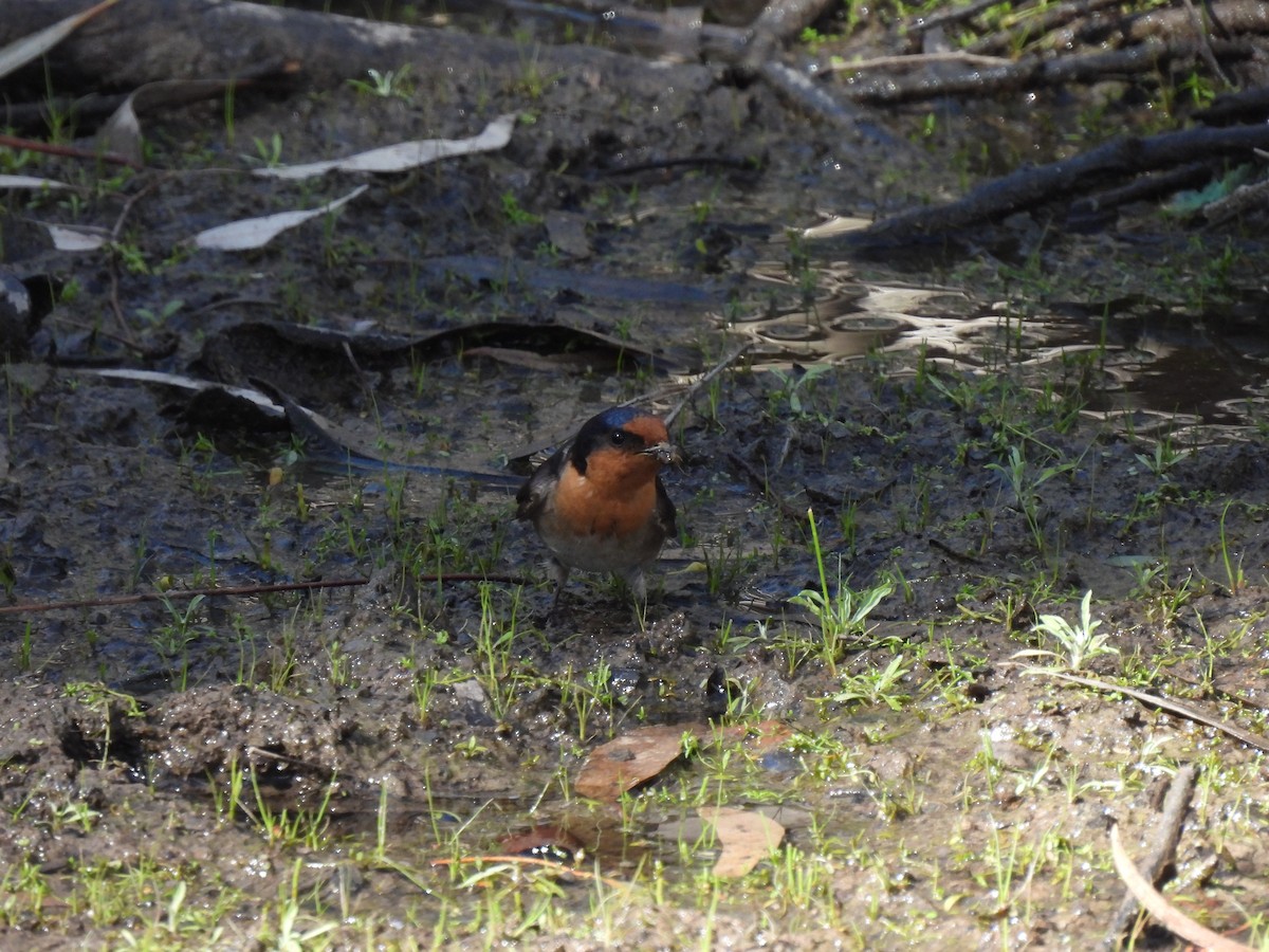 Welcome Swallow - ML641642677