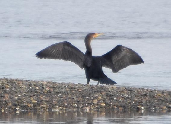 Double-crested Cormorant - ML641642685