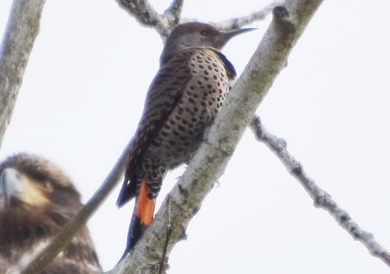 Northern Flicker - ML641642688