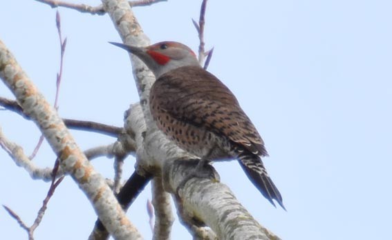 Northern Flicker - ML641642690