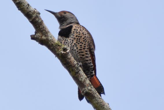 Northern Flicker - ML641642692