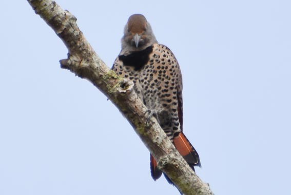 Northern Flicker - ML641642694