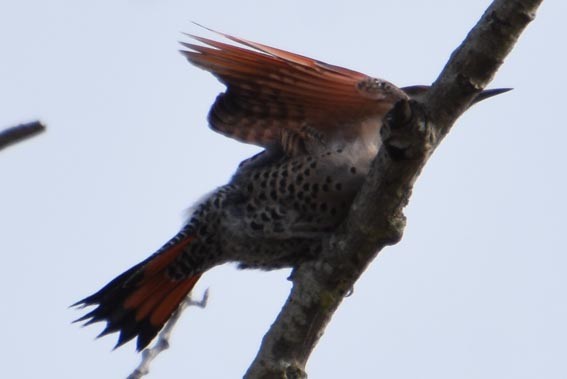 Northern Flicker - ML641642696