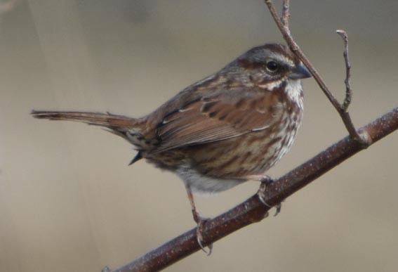 Song Sparrow - ML641642700