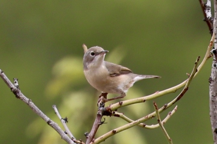 Western Subalpine Warbler - ML641642726