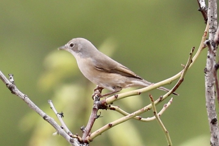 Western Subalpine Warbler - ML641642727