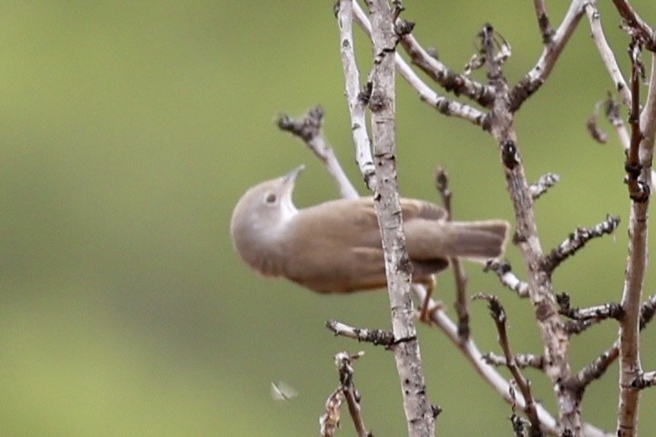 Western Subalpine Warbler - ML641642728