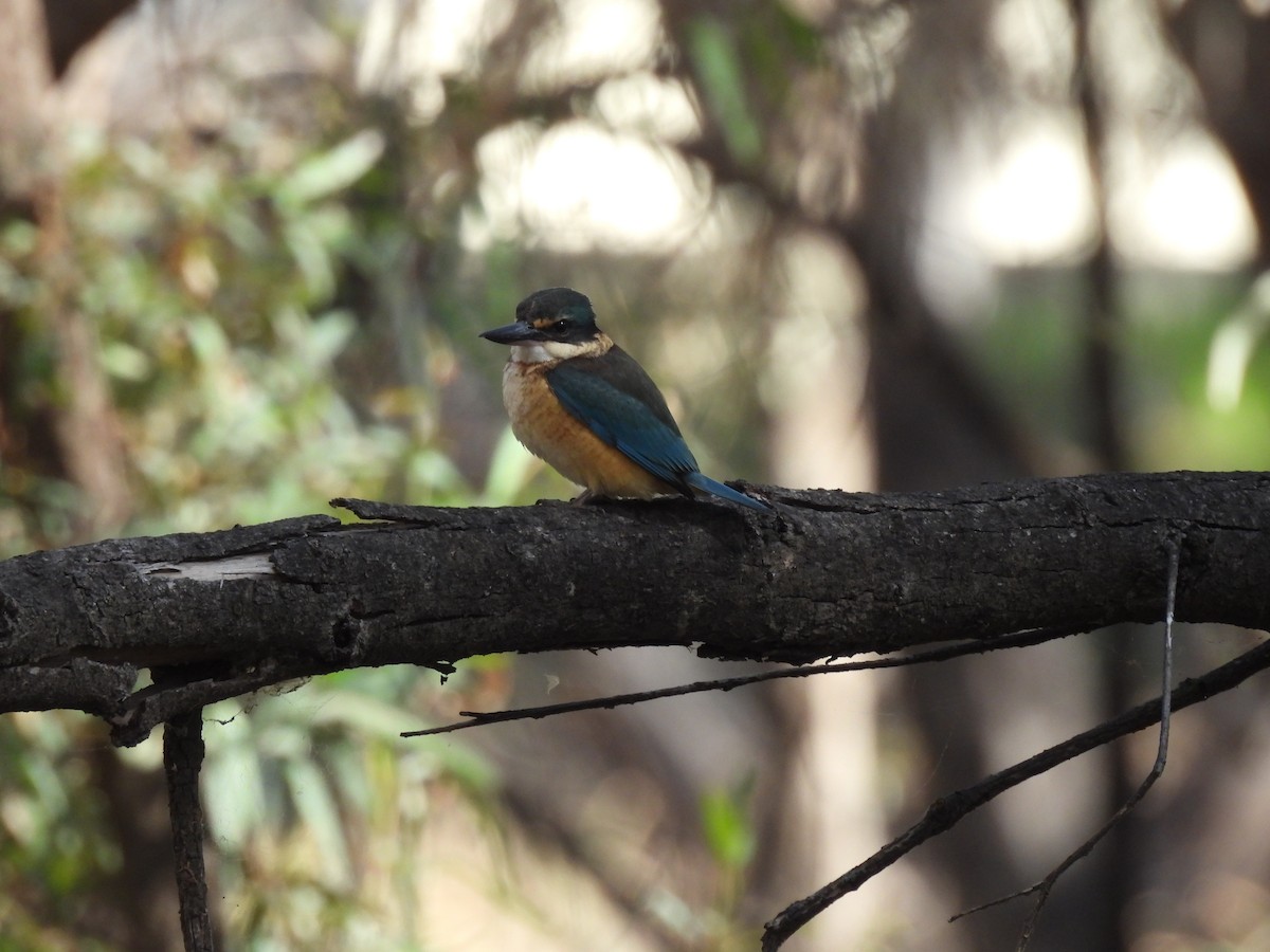 Sacred Kingfisher - ML641642735