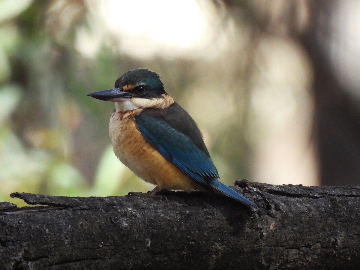 Sacred Kingfisher - ML641642755