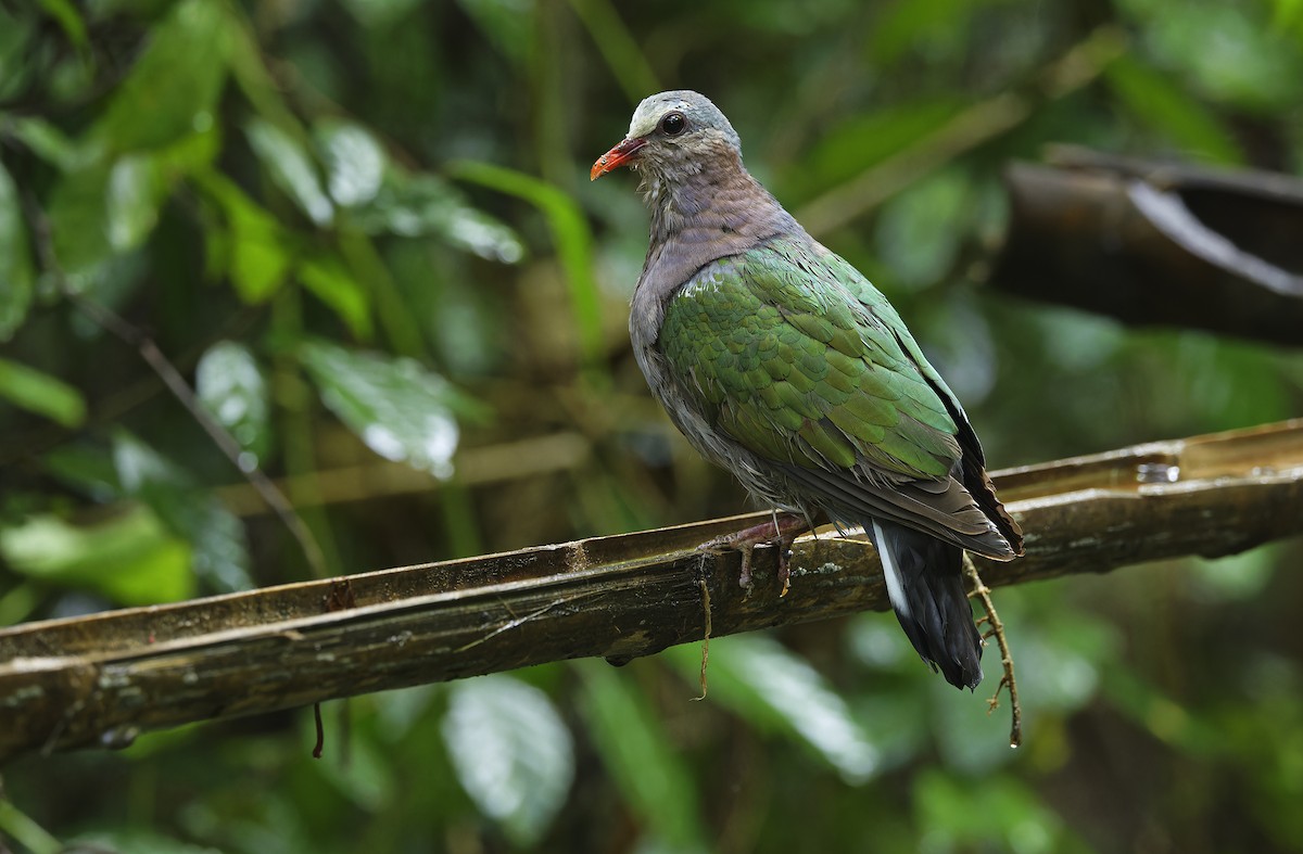 Asian Emerald Dove - ML641642756