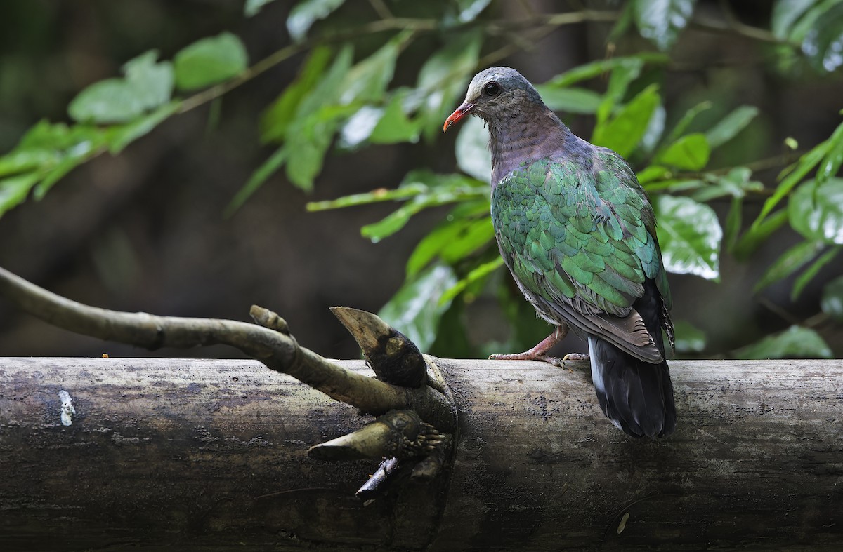 Asian Emerald Dove - ML641642757