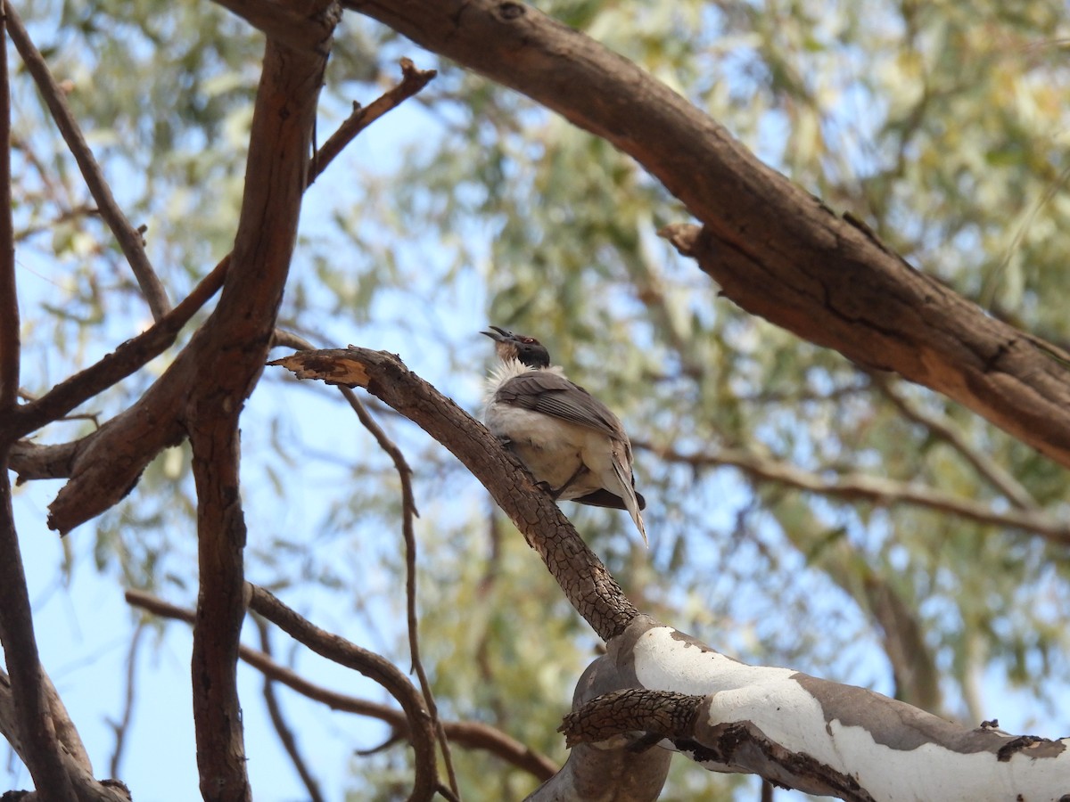 Noisy Friarbird - ML641642771