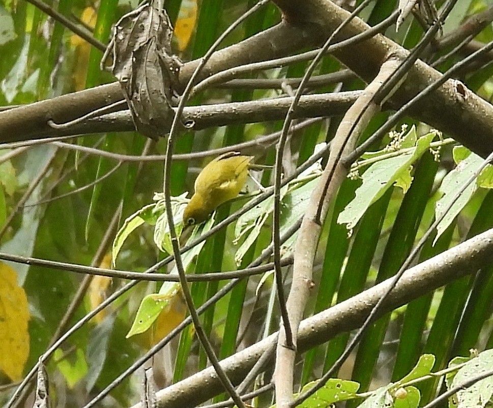 Lemon-bellied White-eye - ML641642772