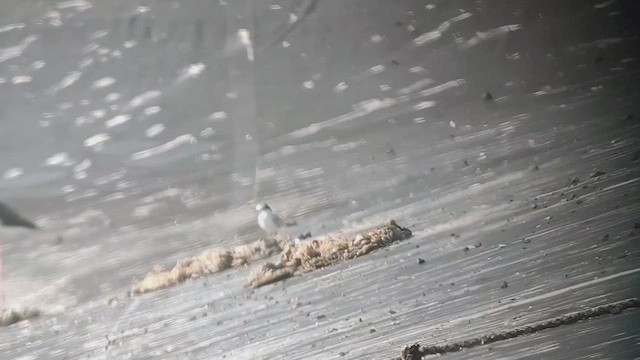 Least Tern - ML641642773