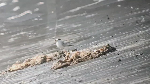 Least Tern - ML641642774